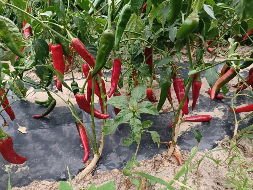 辣椒植株挂果实拍:一株健壮辣椒植株中上部枝条同时挂有青椒、半红椒(橙红过渡色)与全红椒,果实形态自然下垂,叶片浓绿油亮,晨露未散,展现同一植株上青红共存的鲜活生长状态 辣椒植株挂果实拍:一株健壮辣椒植株中上部枝条同时挂有青椒、半红椒(橙红过渡色)与全红椒,果实形态自然下垂,叶片浓绿油亮,晨露未散,展现同一植株上青红共存的鲜活生长状态