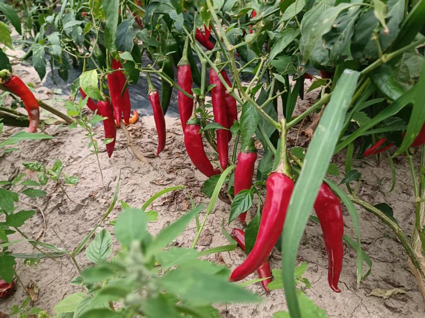 红椒主流收购品种田间实物对比图,清晰展示果形、大小、色泽差异,用于指导收购商现场快速识别高溢价品种 红椒品种田间对比图:左侧为京辣12号长椒(深红、果长18–22cm),中间为湘研15号圆椒(果径8–10cm、厚肉)、右侧为红罗丹彩椒(亮红色、单果重165–180g),三者并排置于白色托盘,背景为绿色辣椒植株