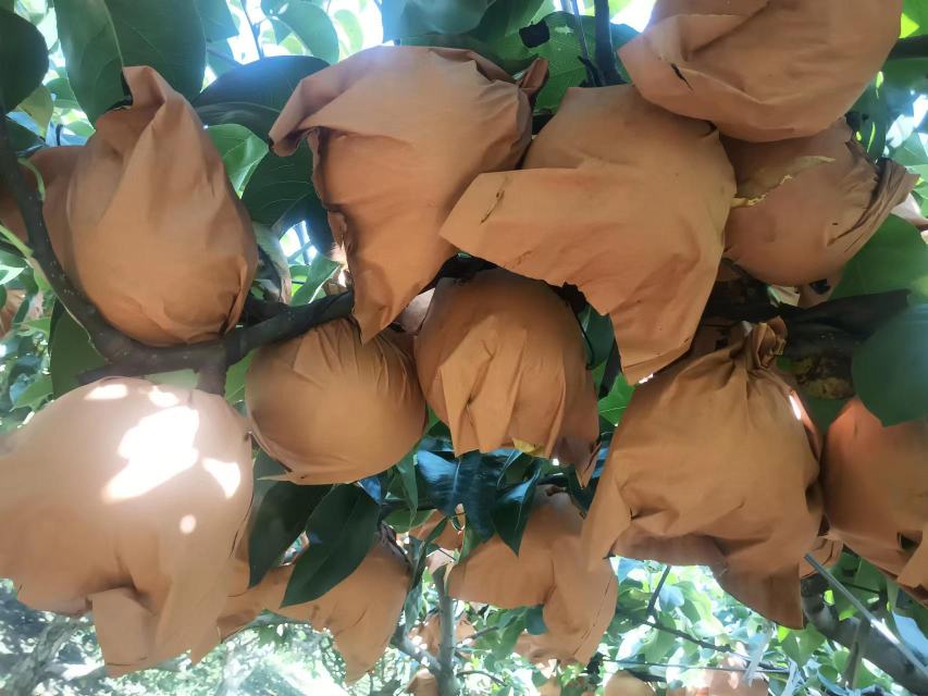 江苏丰县标准化梨园秋月梨谢花后第12天实施水肥一体化作业:通过压力补偿式滴头将硝酸钾、硫酸钾镁、四水八硼酸钠溶液按设定浓度(EC值1.8 mS/cm)精准输送至每株根系密集区,滴灌带铺设于树冠投影内侧20cm处,运行时间4小时 秋月梨谢花后水肥一体化滴灌施肥现场