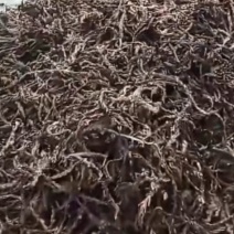 茴香菖蒲根