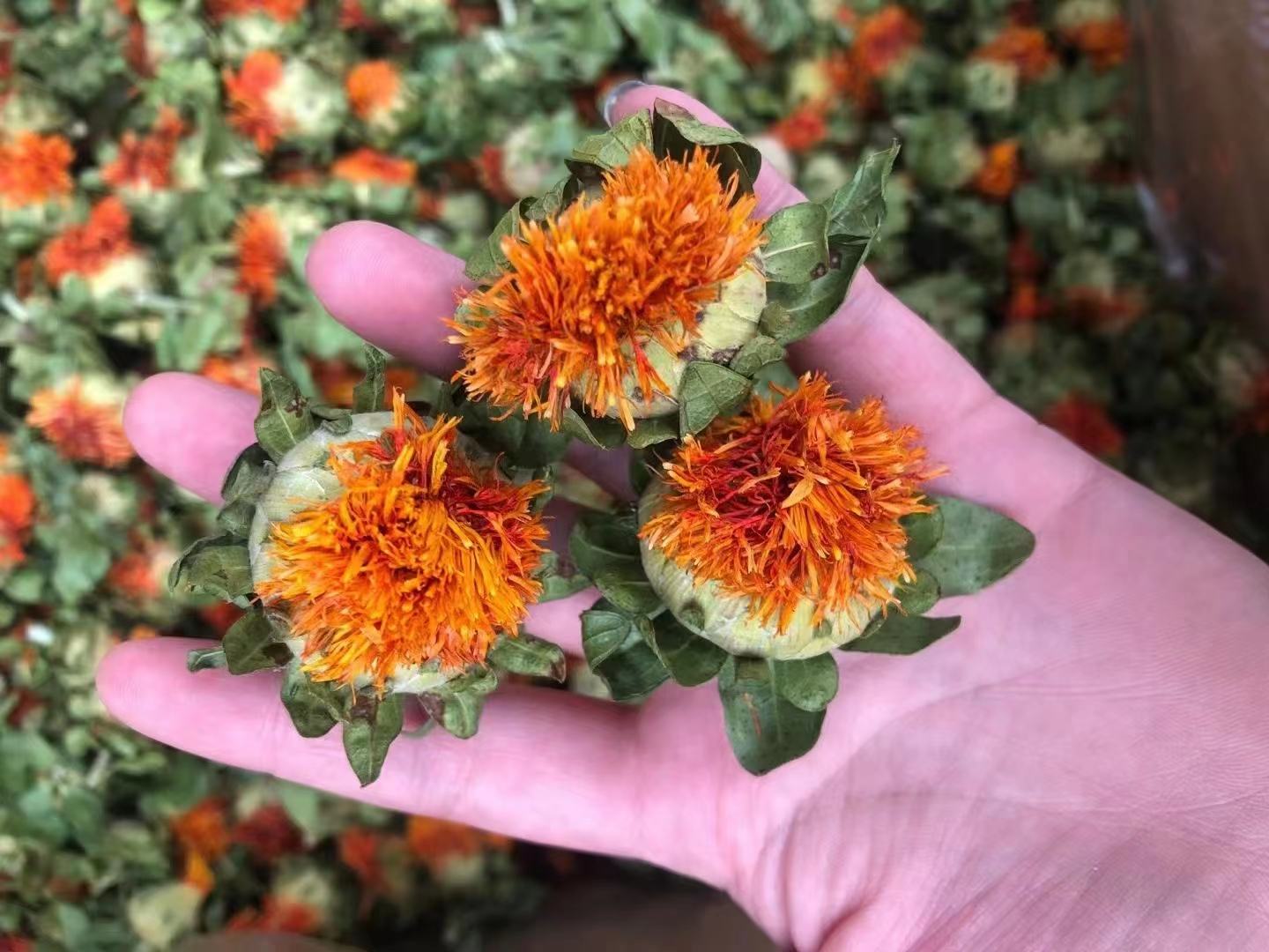 红菜心的植物形态