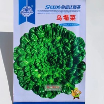 乌塌菜种子耐寒塌地松黑菜种子塌棵菜叶片多，菊花菜种子