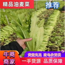 【精选】精品油麦菜可视频看货对接全国大量上市颜色鲜亮