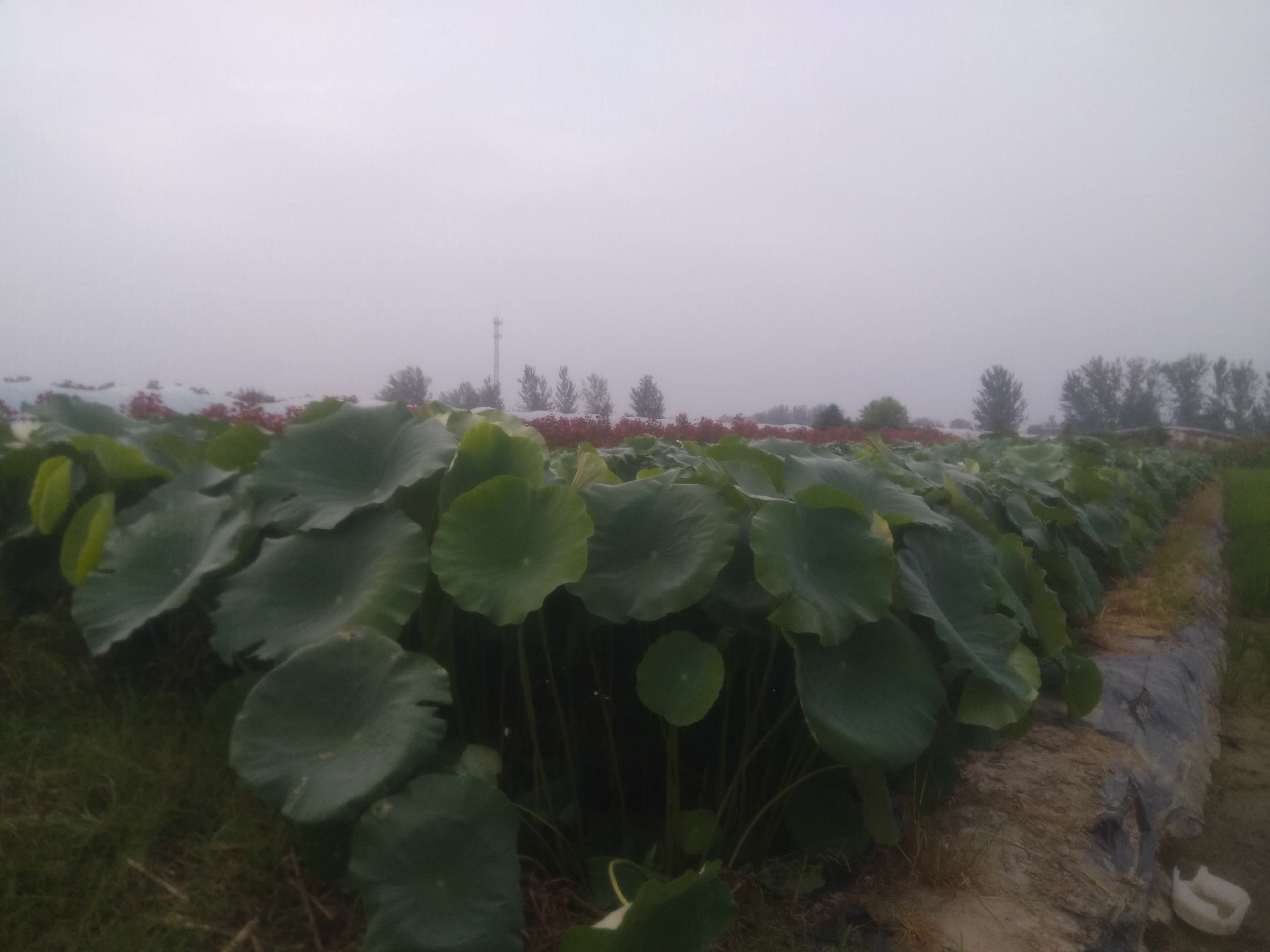 脆莲藕种植场景