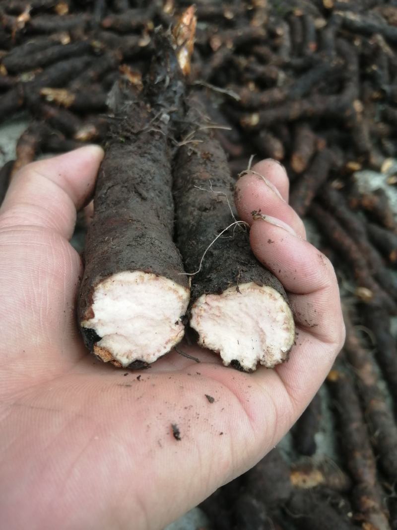 岩陀 七叶鬼灯檠 撮合扇 野生岩陀 一手货源产地直供