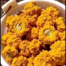 鲜金耳