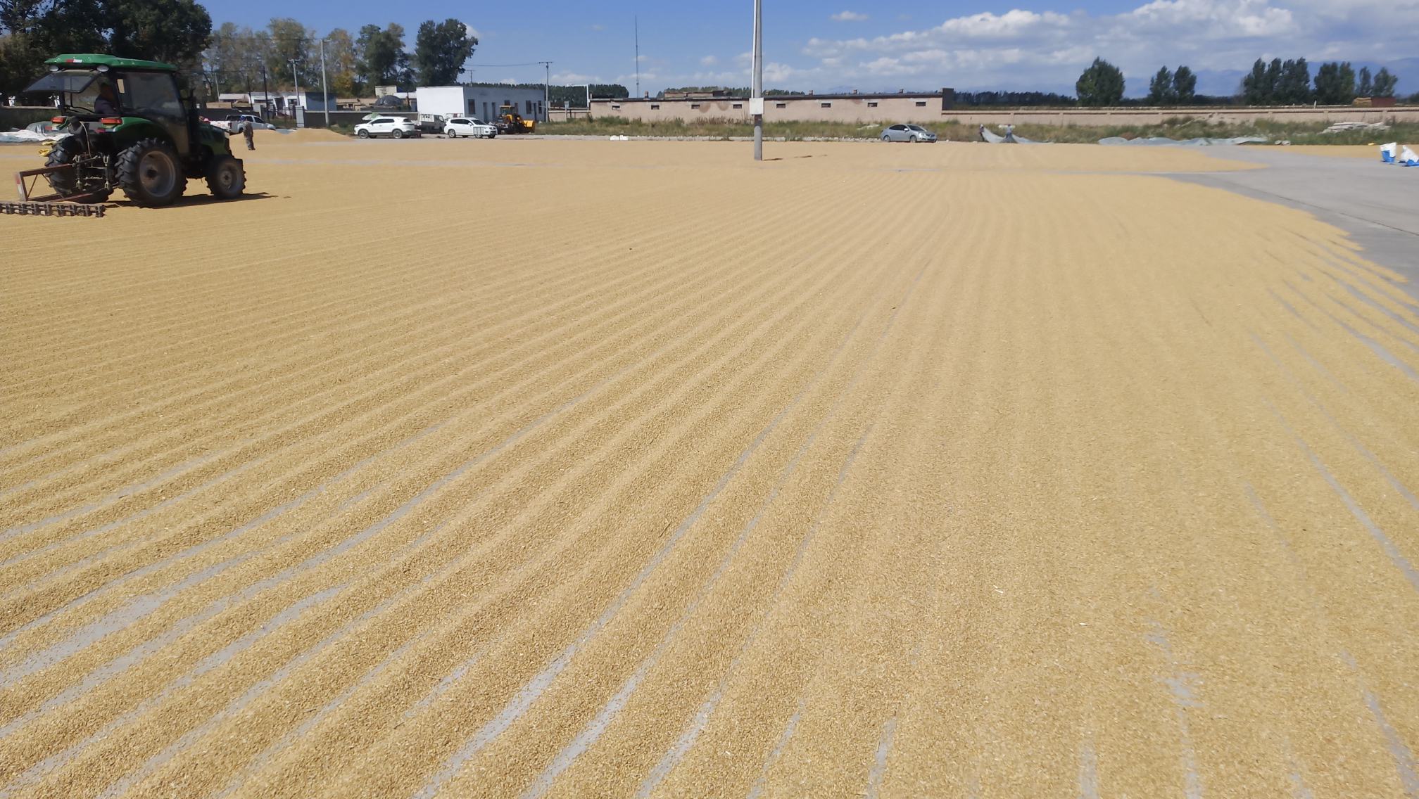 芝麻手工收割与晾晒场景