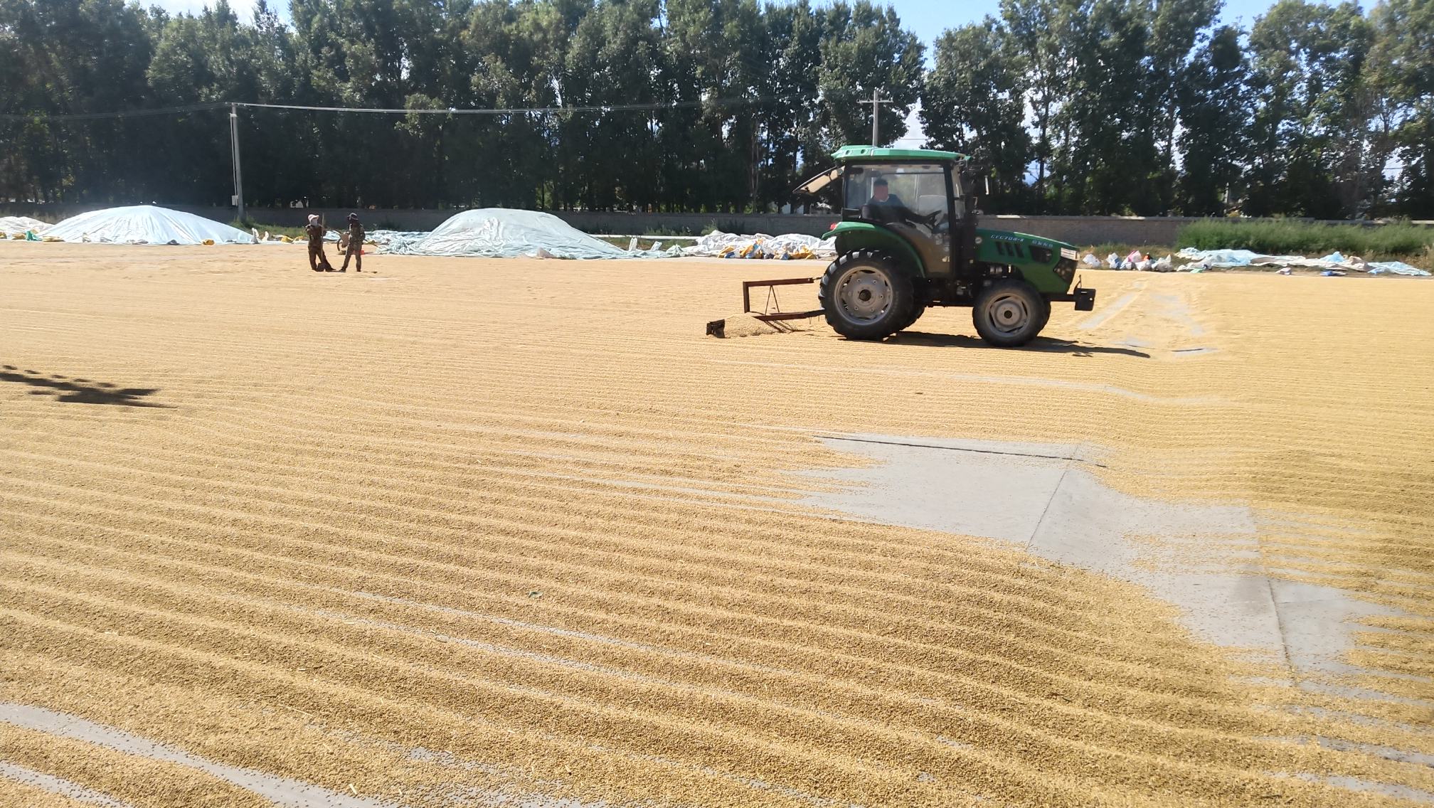 农民在田间劳作