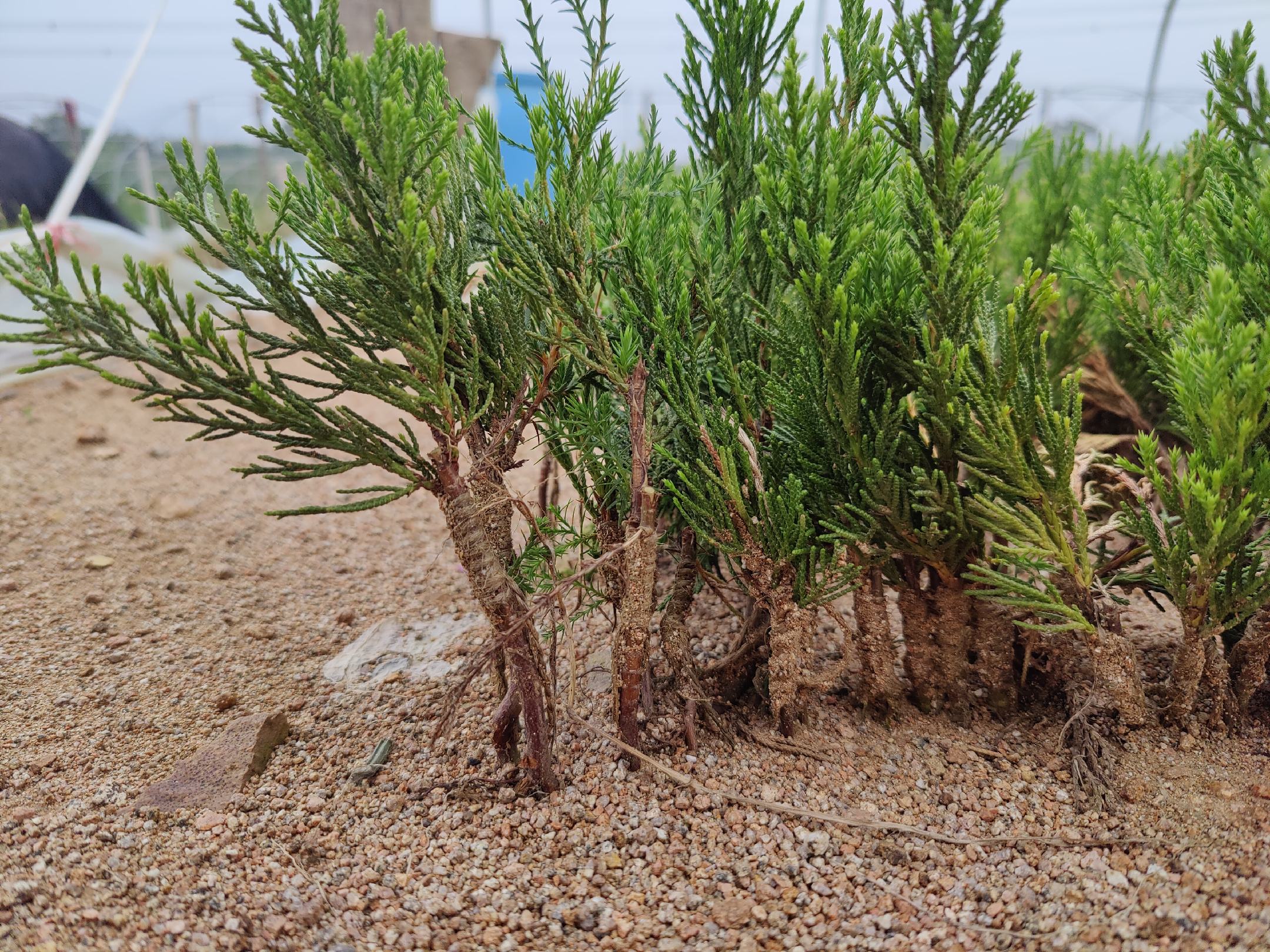 龙柏叶片显微结构与挥发油提取流程示意图