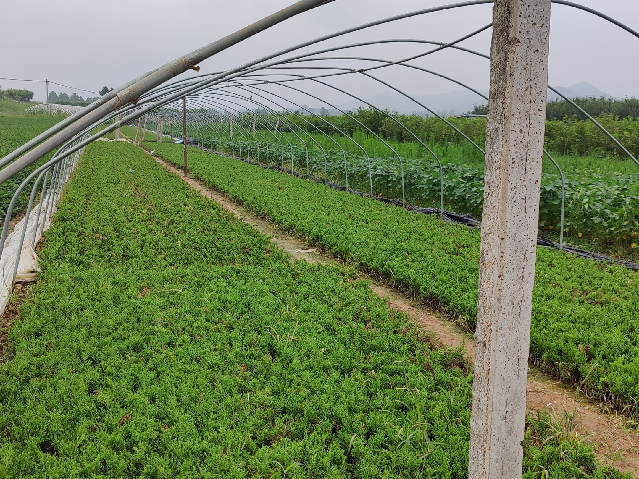 一个现代化温室内部景象,排列整齐的龙柏扦插苗生长在黑色育苗盘中,基质为浅褐色混合物。上方安装有自动喷雾系统正在工作,喷出细密水雾。温室内设有温湿度计,显示当前温度23℃、湿度82%。架子旁放置ABT生根粉包装盒和消毒工具箱。 龙柏扦插育苗温室场景