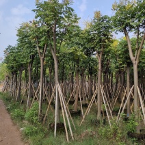 黄山栾树。骨架货供应商。广东省揭阳市榕城区