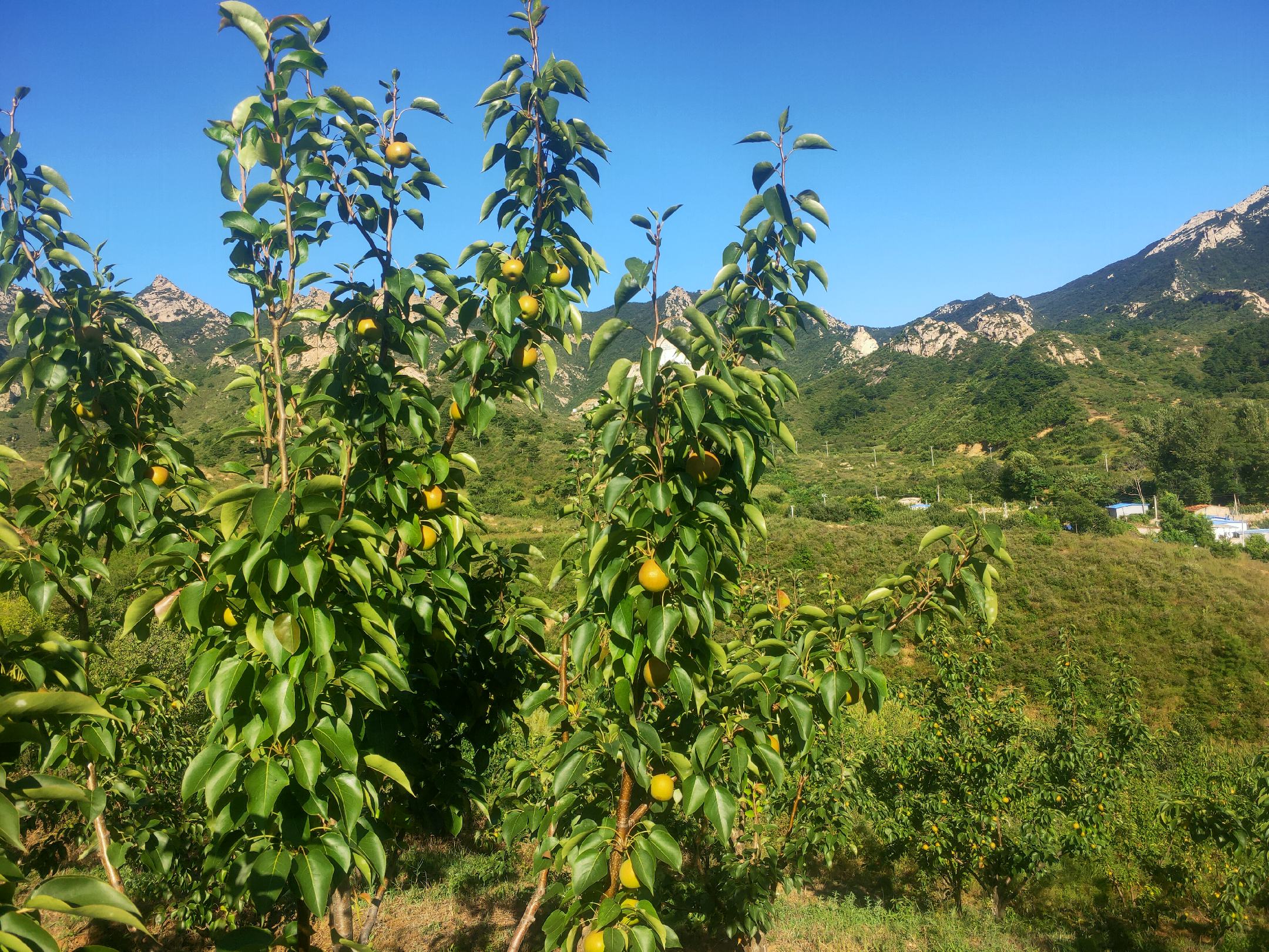 南果梨果园全景