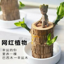 巴西木水养幸运木水培盆栽格鲁特可发芽办公室内外