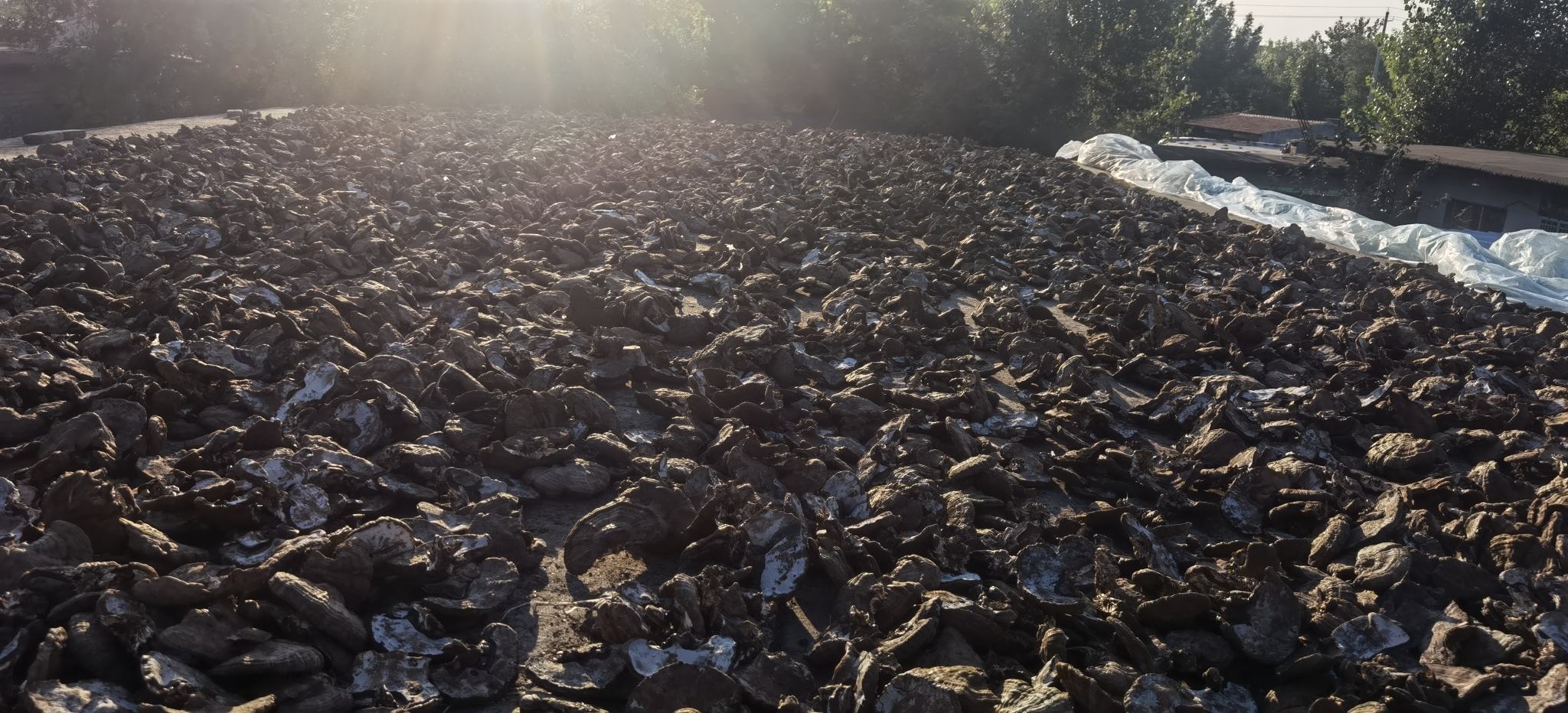 图示:山东泰安泰山南麓海拔300-600米向阳坡地,三年生侧柏人工林;晨露未散时由持证采药工手工剪取当年生嫩枝叶(长度≤15cm),保留完整蜡质层,装入透气竹筐避免挤压发酵,2小时内送达GMP车间进行低温真空干燥 山东泰安道地产区侧柏林实景与标准化采收场景