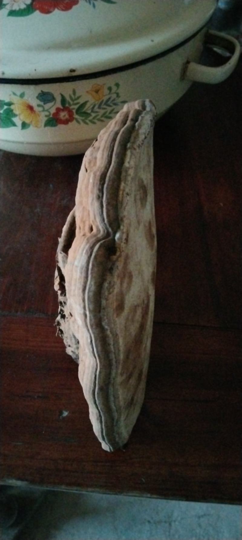 25公分野生樟树灵芝