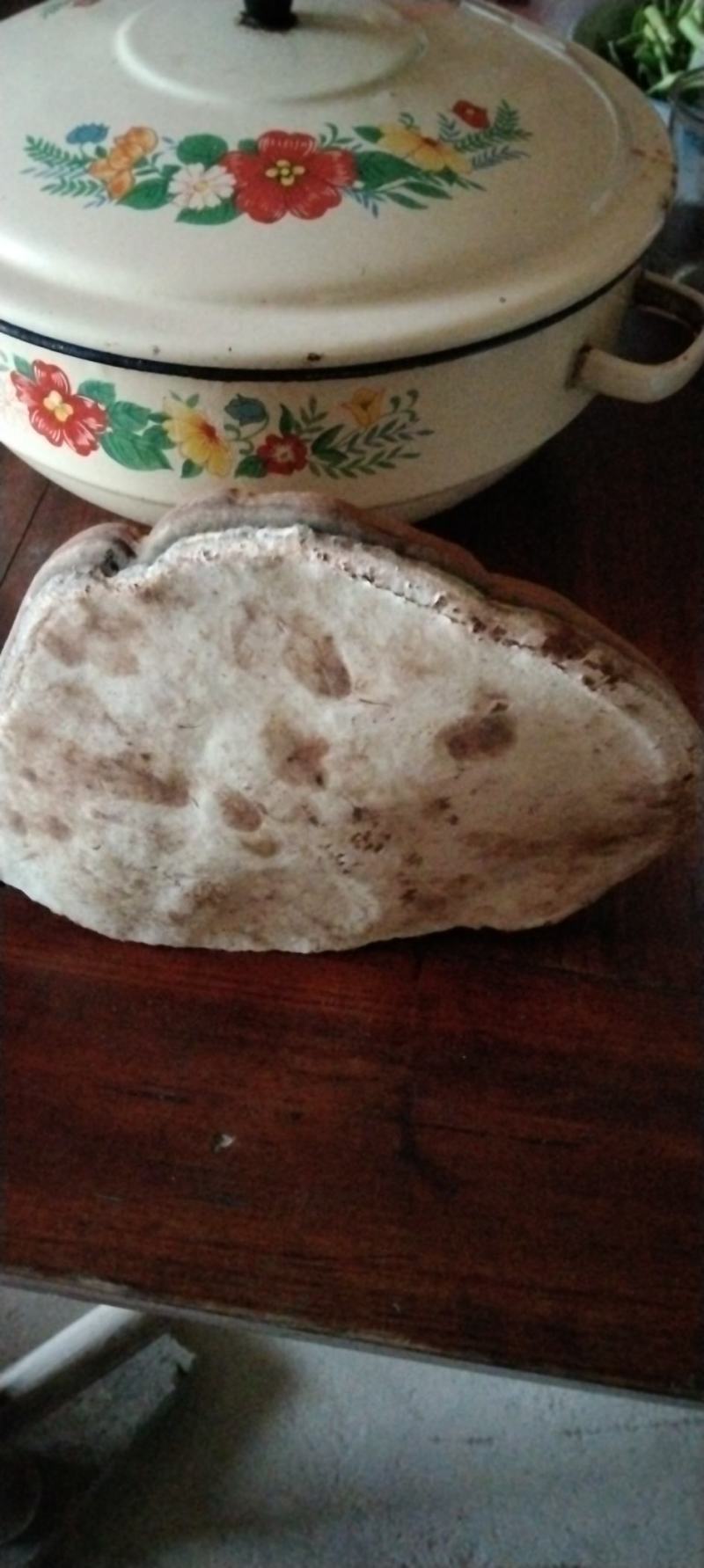 25公分野生樟树灵芝