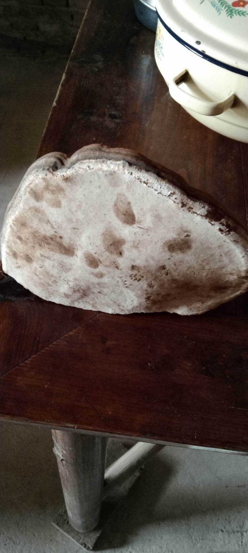 25公分野生樟树灵芝