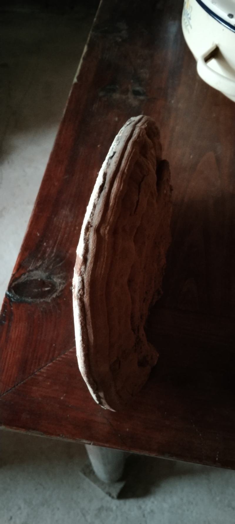 25公分野生樟树灵芝