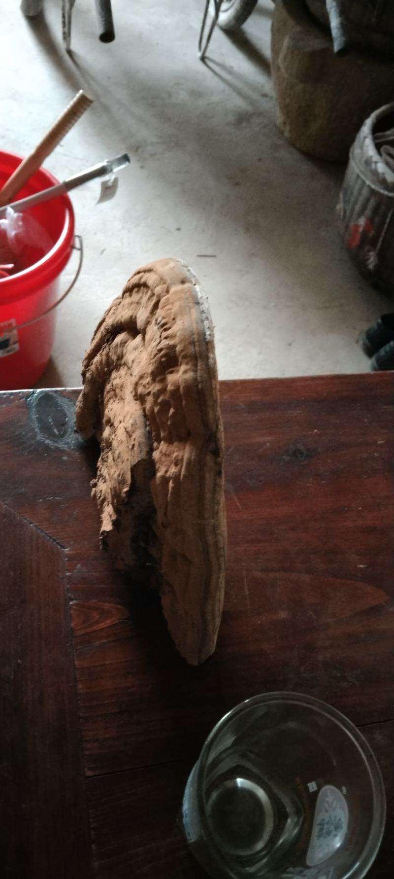 25公分野生樟树灵芝