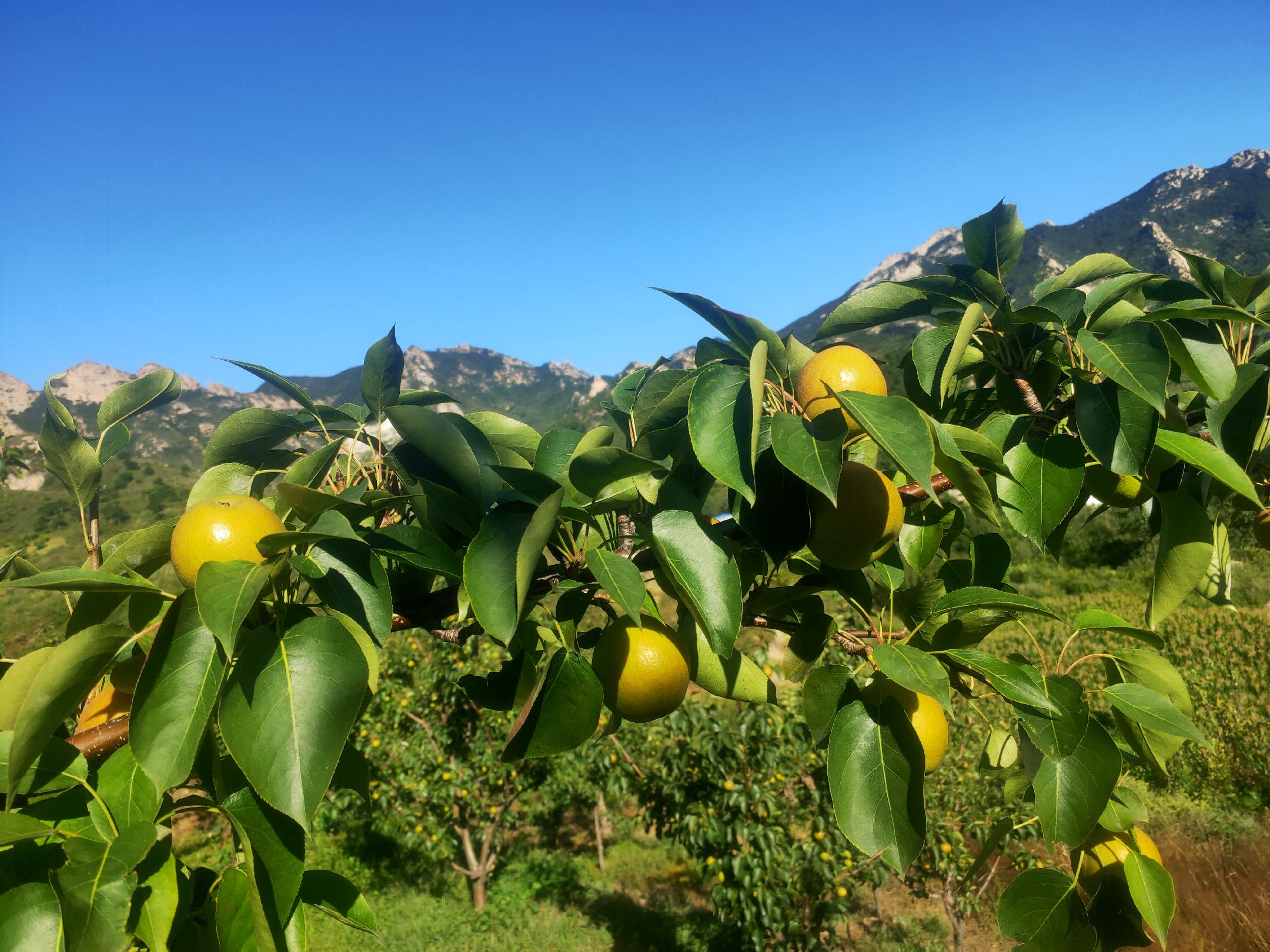 南果梨果园全景图