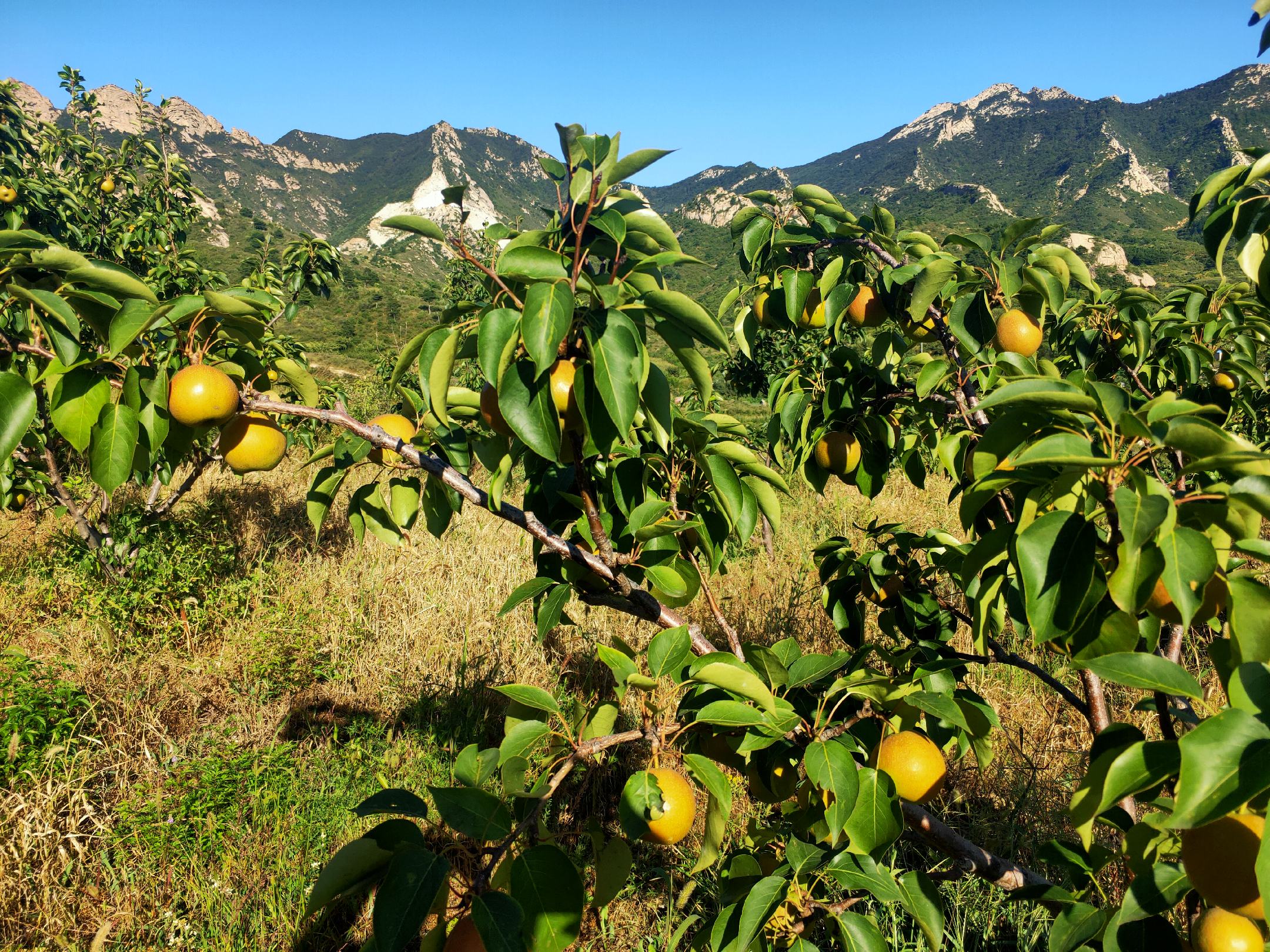 南果梨果园实景