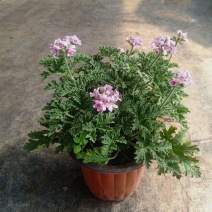 驱蚊草盆栽室内外驱蚊植物办公室绿植盆栽吸甲醛清新空气
