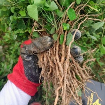 粉防己全株苗粉防己种苗，基地粉防己种苗