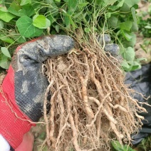 粉防己苗，露天粉防己苗，带播种技术方粉防己种苗一年多苗。