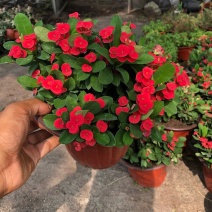虎刺梅盆栽四季常青开花绿植铁海棠室内阳台净化空气