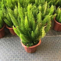 狐尾天门冬盆栽植物庭院花园柜台绿植四季常绿四季好养的花