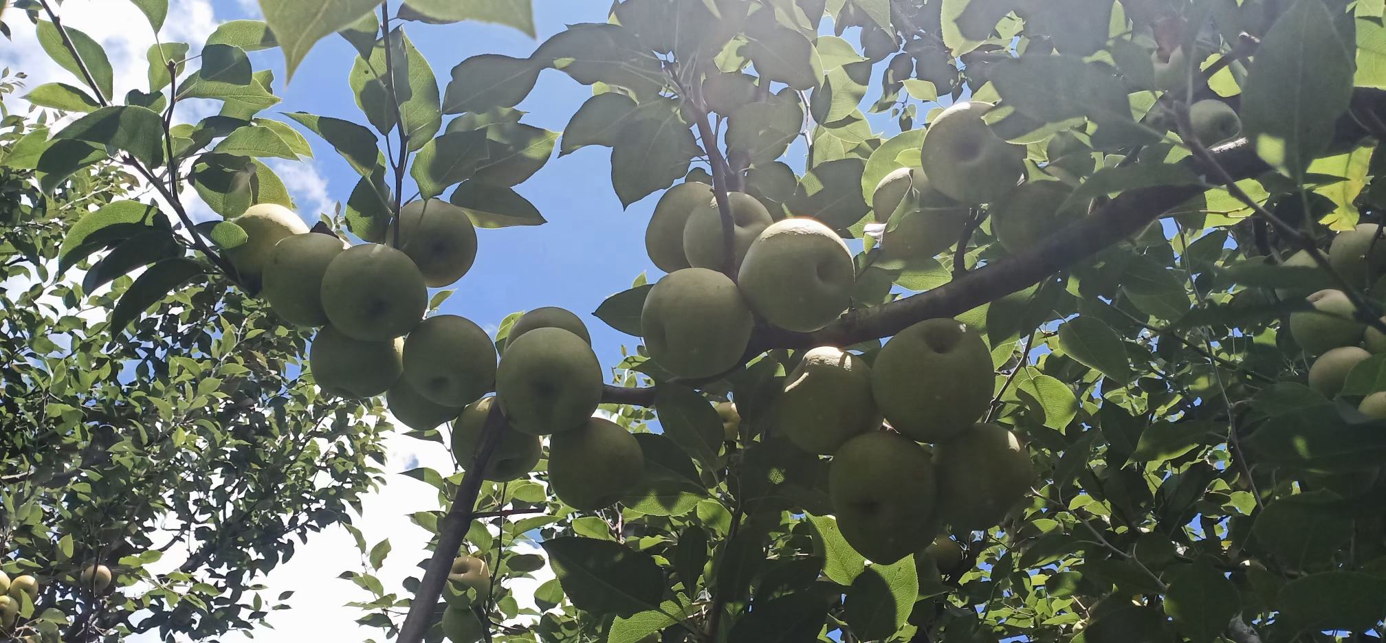 四川北部山区连片种植的雪梨园,果树枝头挂满成熟黄白色的雪梨,阳光照射下果实表面有自然蜡质光泽,背景为青山环绕的丘陵地貌,体现原生态种植环境 川北雪梨果园实景图