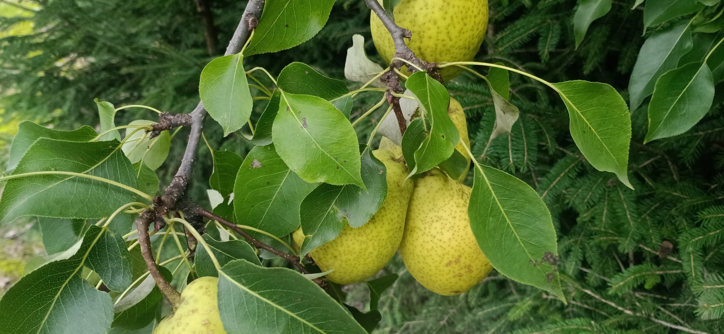 一棵成熟的酸梨树上挂满了黄绿色的酸梨果实,阳光透过树叶洒在果皮表面,部分果实已呈现微微泛黄的状态,显示出接近成熟的特征,背景为秋季山林环境 酸梨果树挂满果实特写