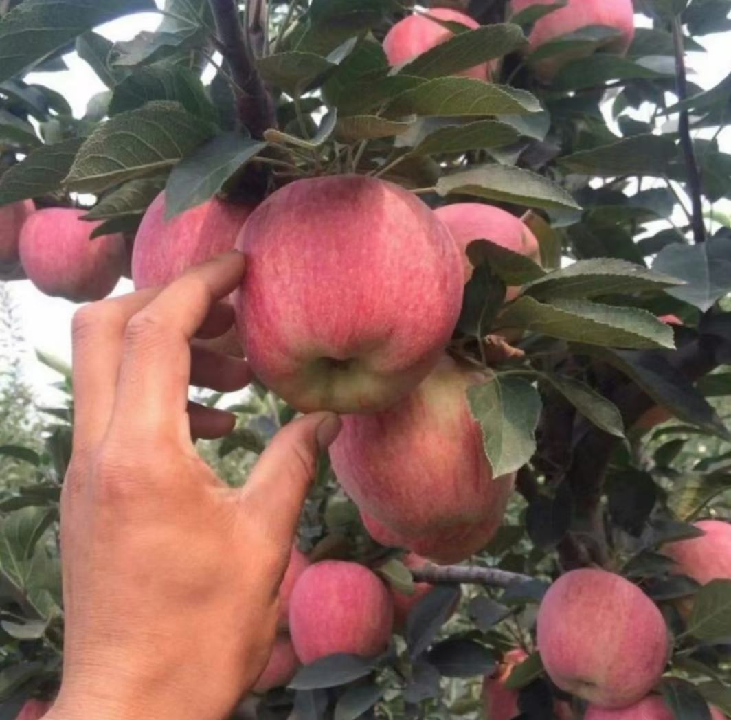 采摘中的红星苹果特写