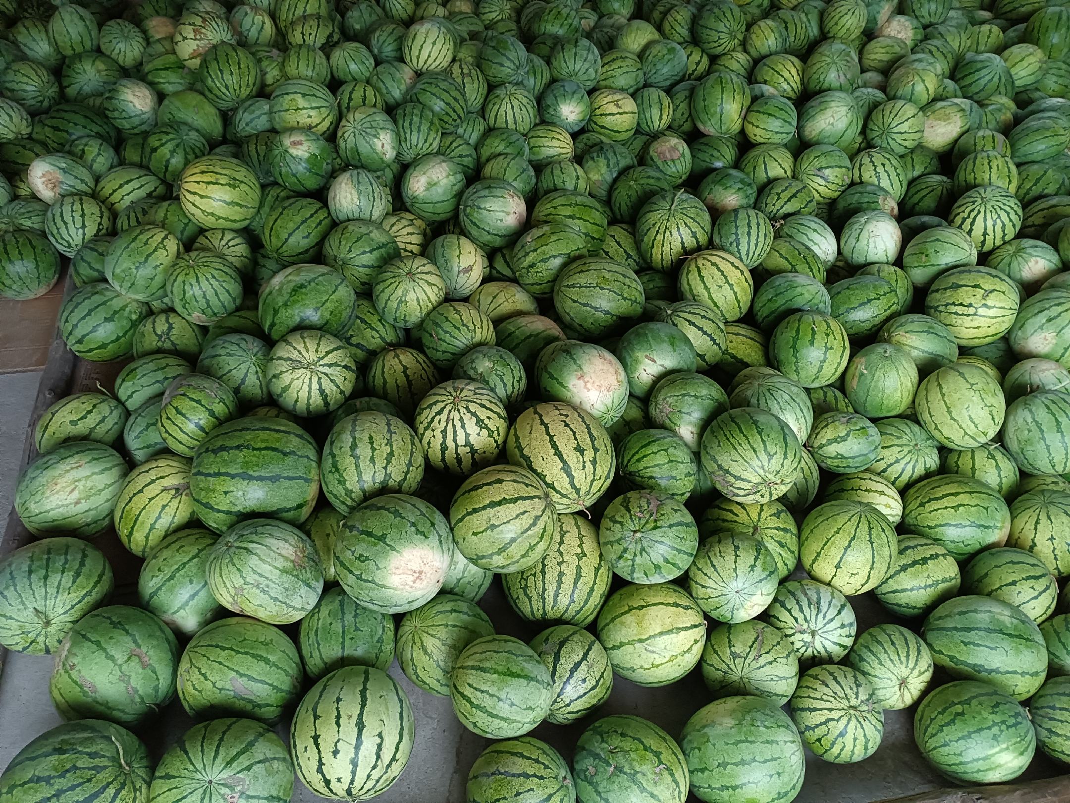 西瓜特写