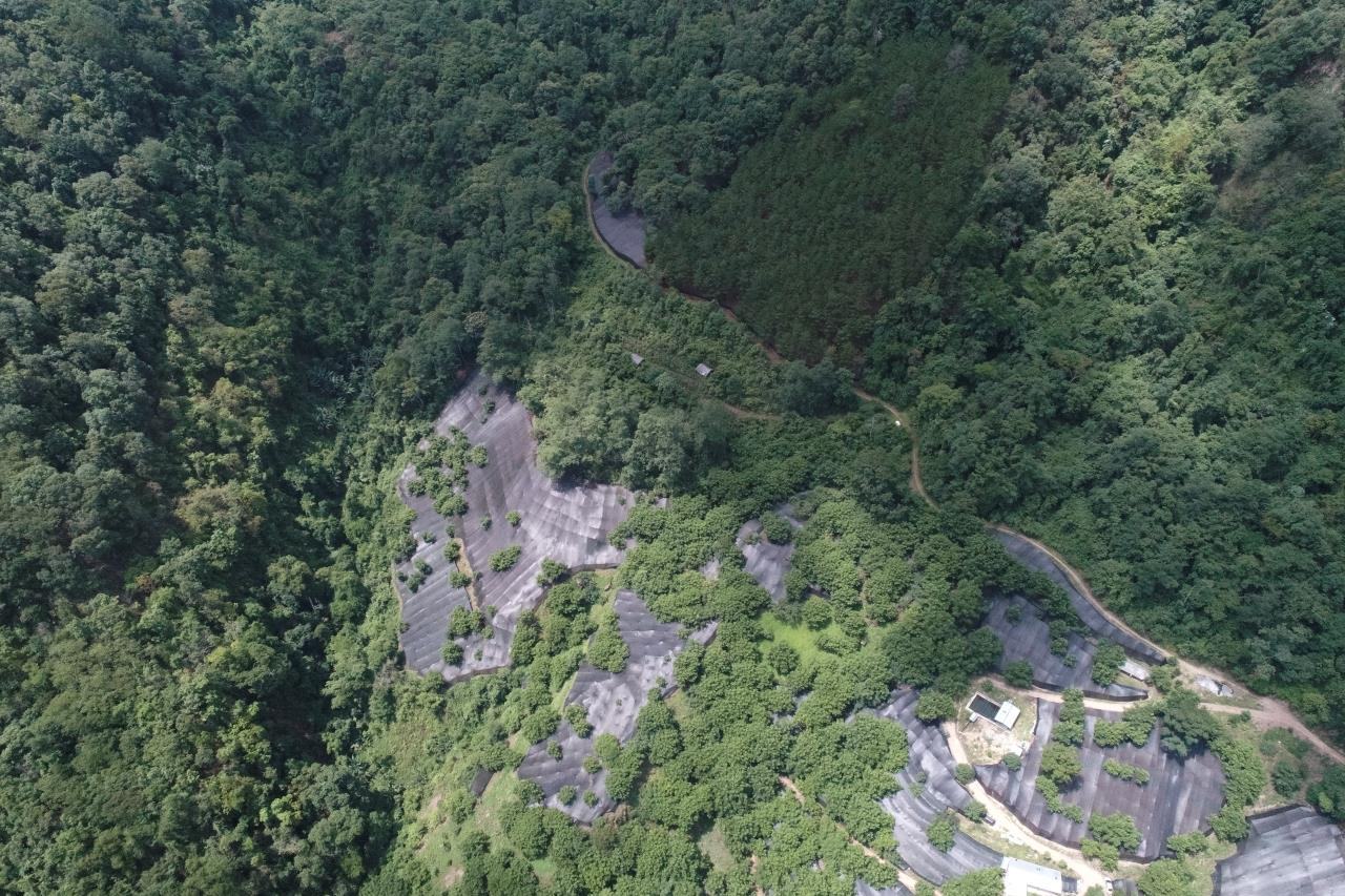 云南高山基地种植的翡翠皇后生菜