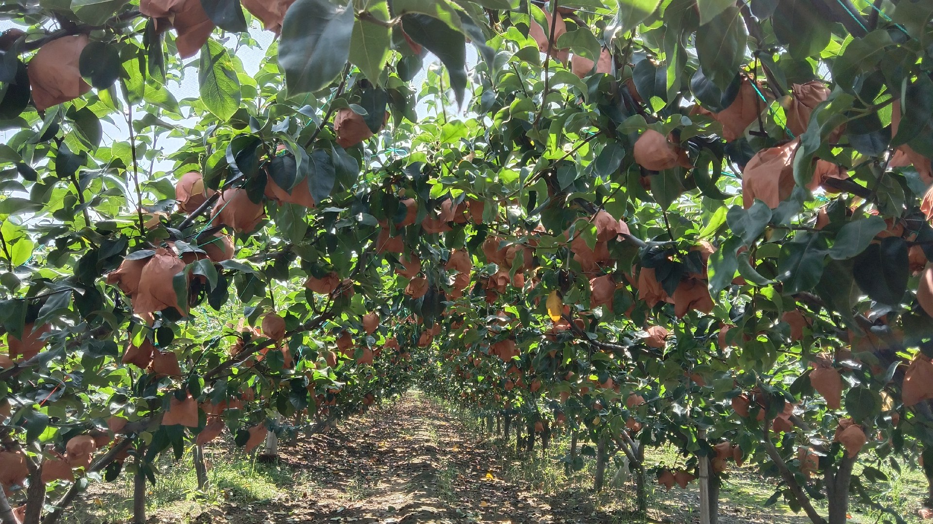 七月红梨果园采摘图