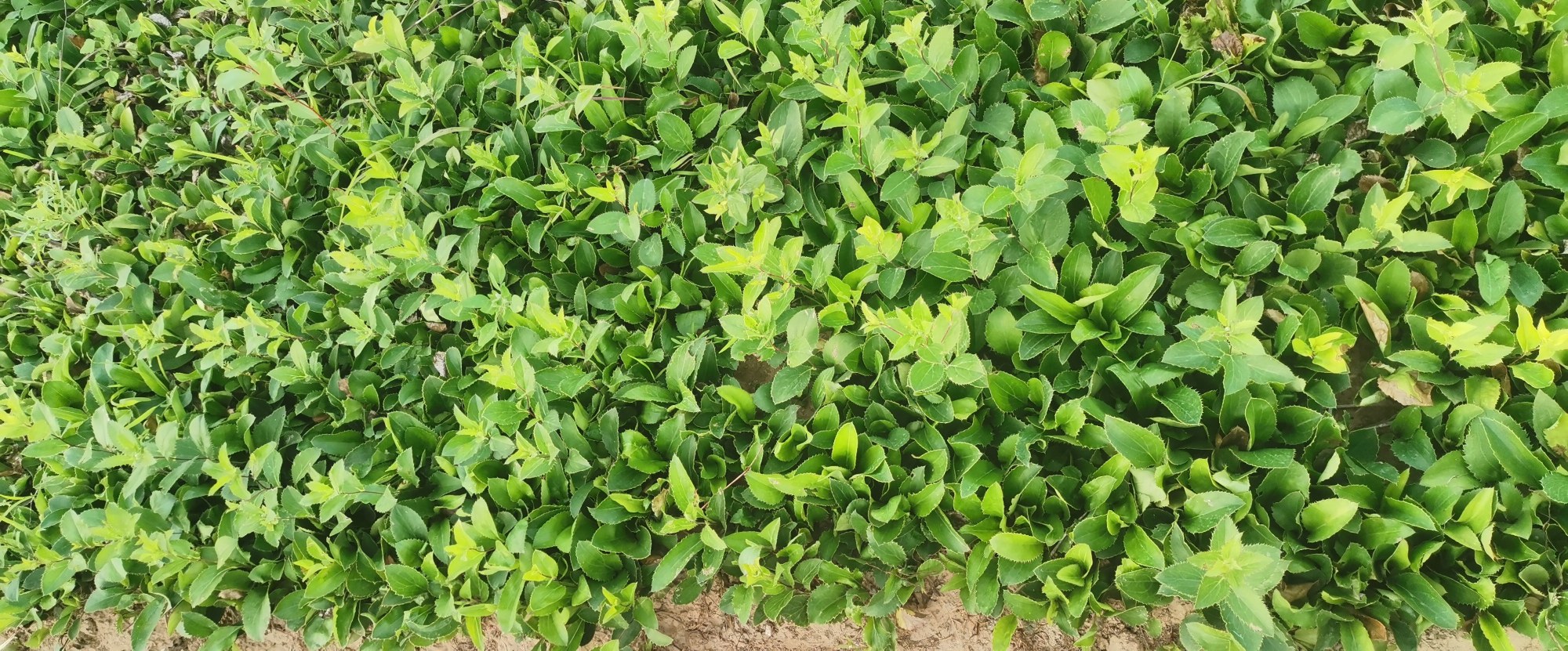 槲寄生与其他植物对比示意图