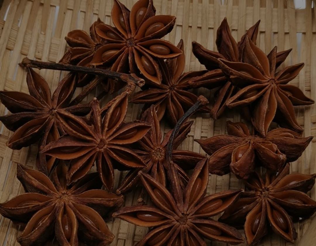 八角金盘根茎部分特写