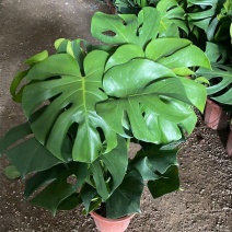 龟背竹大型盆栽室内客厅水培植物开背大叶吸甲醛净化空气