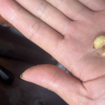 葛虫批发与零售一手货源、质量保证价格优惠