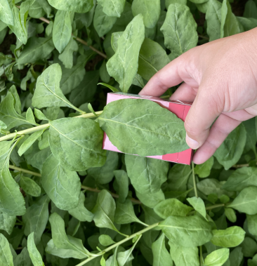 [枸杞批发]大叶枸杞价格2.00元/斤 - 一亩田