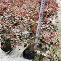 红继木杯苗，工程用苗，量大从优，欢迎实地考察
