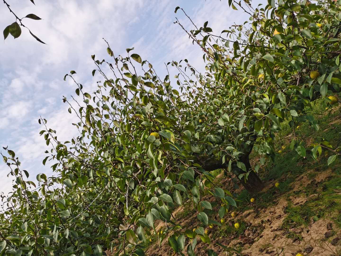 无人机航拍视角下的莱阳梨园,秋季果园一片金黄,成片的梨树整齐排列,果实累累,农民正在树下采摘,部分梨子装入竹筐,远处有农用车辆等待运输,展现丰收繁忙景象 莱阳梨园秋季丰收航拍图