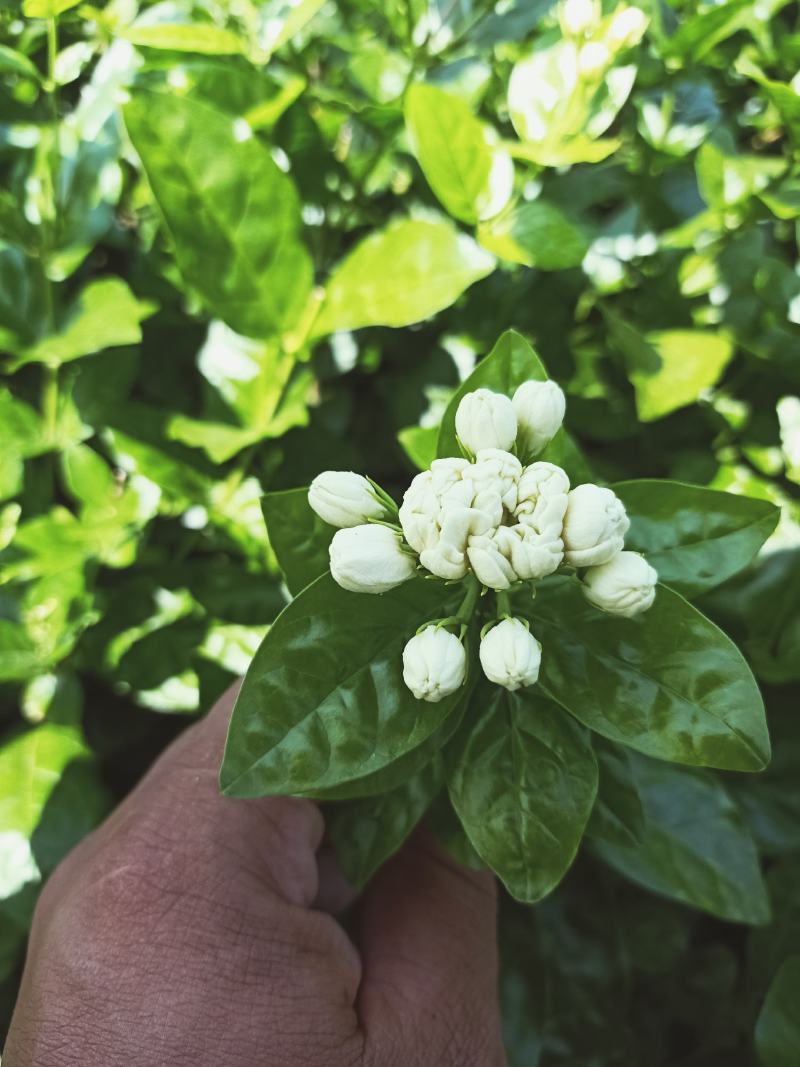 广西横县鲜鲜茉莉花菜用茉莉花现摘现发空运包邮保质保量