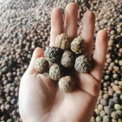 当前位置:>全国行情>草豆蔻价格行情>江城县草豆蔻产地行情>420_420