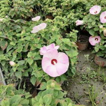 红芙蓉芙蓉菊双色杯出售，红色粉色的芙蓉菊，成都货源