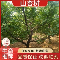 山杏/山杏树苗家杏包成活现挖现发规格齐全一手货源