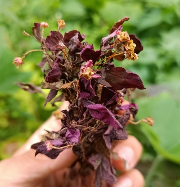 [風櫃鬥草批發]風櫃鬥草 風鼓草 風穀草 楮頭紅 酸酸草價格198.