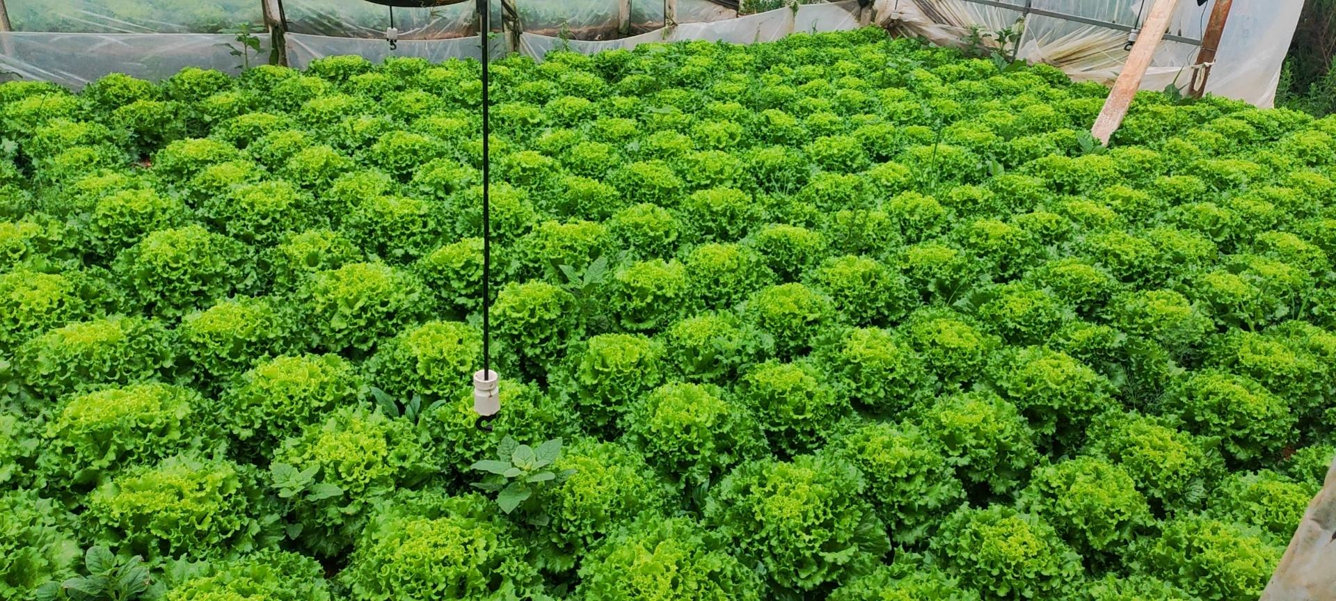 一片整齐的散叶生菜田,采用高垄栽培方式,每垄宽60cm,垄高25cm,垄面覆盖黑色地膜,膜下埋设有滴灌带,生菜呈鲜绿色莲座状生长,间距均匀,田间无杂草,远处可见自动喷药设备轨道 散叶生菜高垄滴灌种植实景图