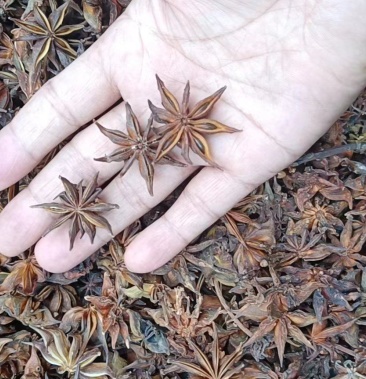 [野八角批发]野生八角,又名毒八角,药用的,不能佐料量大从优,欢迎咨询